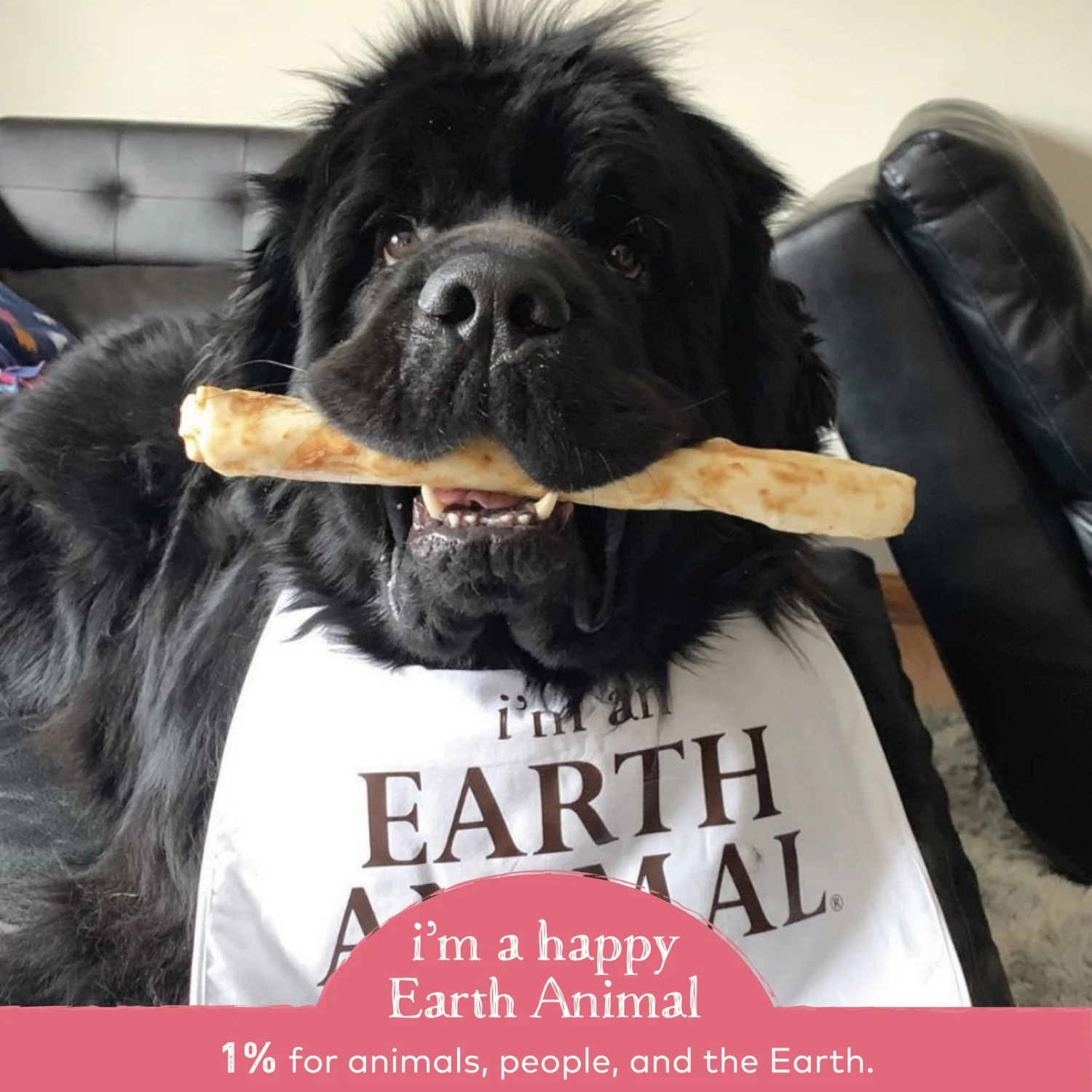 Earth Animal No Hide Salmon Chews For Dogs 9 Earth Animal No Hide Salmon Chews For Dogs - Image 9