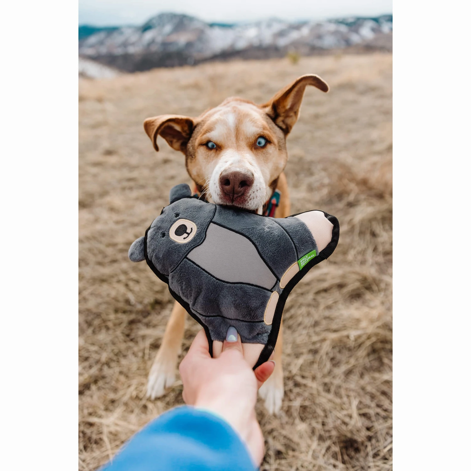 Only Natural Pet Mountain Friends Recycled Plush Dog Toys 7 Only Natural Pet Mountain Friends Recycled Plush Dog Toys - Image 7