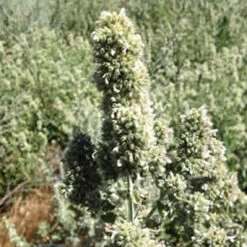 From The Field Purrrfect Deluxe Cat Toy Gift Set -Cat And Dog Pet Supply Store Catnip Buds 2013 2c7396d9 d427 47c1 9156 a738377ac2de