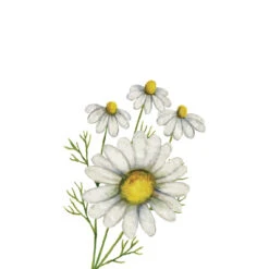 TrueBlue Safe & Sure Eye Wipes -Cat And Dog Pet Supply Store Chamomile Conditioning Shampoo 22a20376 1d7e 4ed2 ac25 a78019e3b206