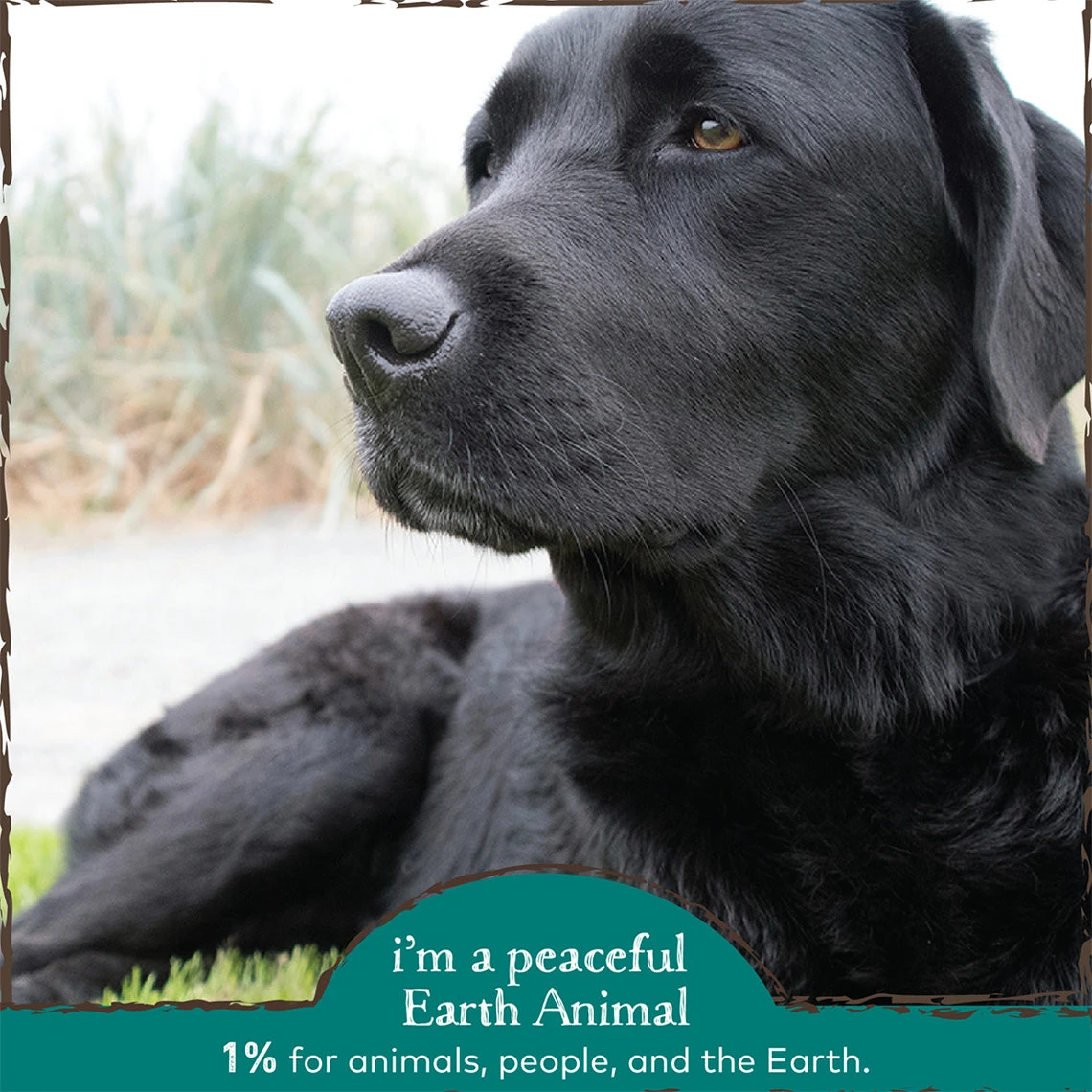 Earth Animal Herbal Topical Remedies Clean Eyes Wash For Dogs 5 Earth Animal Herbal Topical Remedies Clean Eyes Wash For Dogs - Image 5