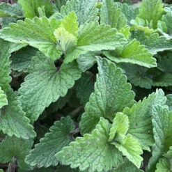 From The Field Purrrfect Deluxe Cat Toy Gift Set -Cat And Dog Pet Supply Store Field Test 1 4dd1f09b 8dce 4ba1 a7a0 345612418bbb