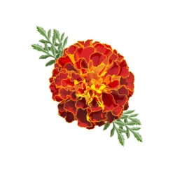 TrueBlue Super Easy Ear Wipes -Cat And Dog Pet Supply Store Marigold Easy Ear Wipes