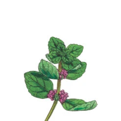 TrueBlue Fast & Fresh Dental Swipes 7 TrueBlue Fast & Fresh Dental Swipes -Cat And Dog Pet Supply Store Mint Dental Wipes