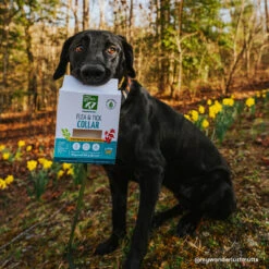 Only Natural Pet EasyDefense Flea & Tick Dog Collar Multi Pack 10 Only Natural Pet EasyDefense Flea & Tick Dog Collar Multi Pack -Cat And Dog Pet Supply Store ONPEasyDefenseNon ToxicFlea TickCollarforDogsLifestyle 670f18ec d0d5 4a3a 984a 7703330ade9e