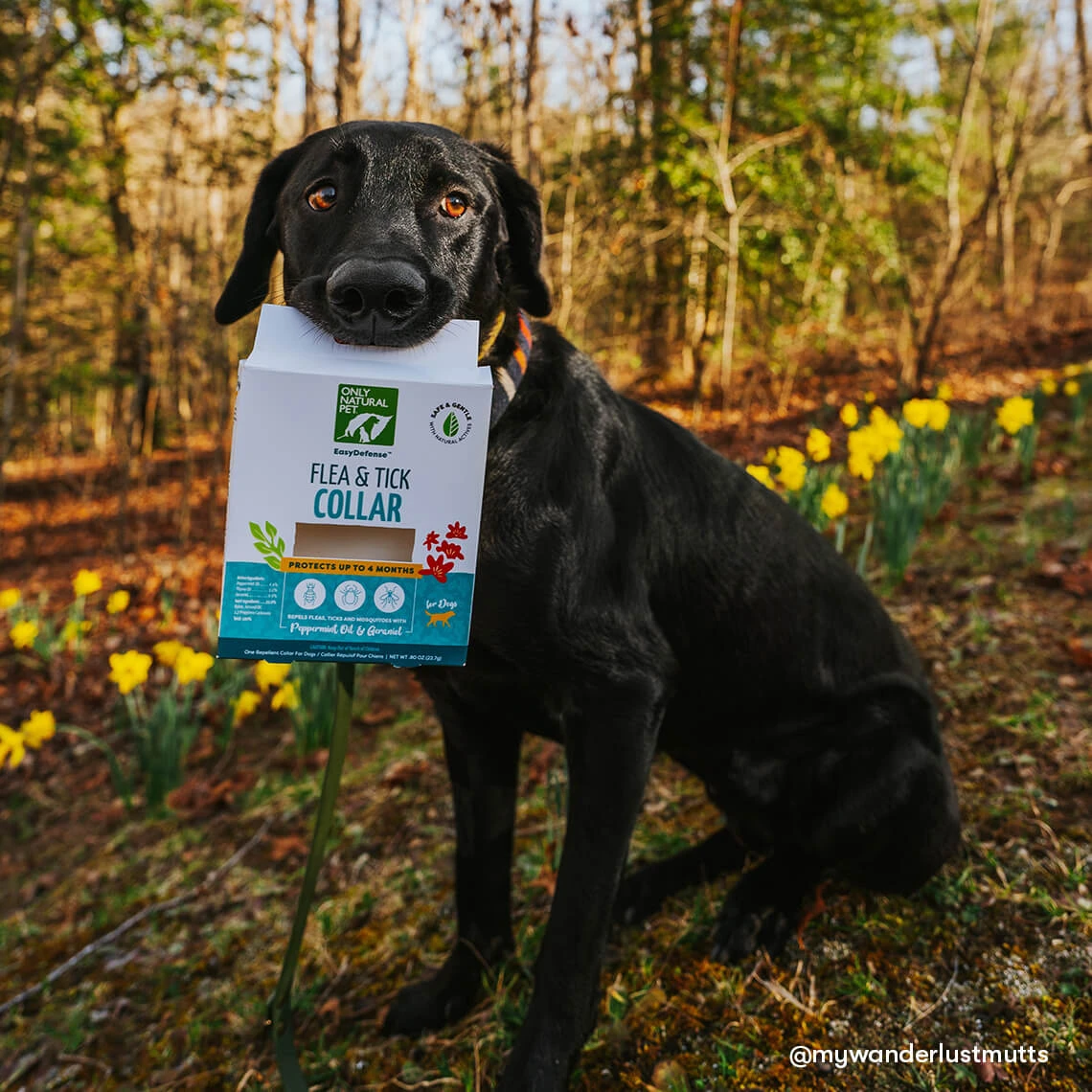 Only Natural Pet EasyDefense Flea & Tick Dog Collar Multi Pack 3 Only Natural Pet EasyDefense Flea & Tick Dog Collar Multi Pack - Image 3