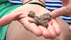 Only Natural Pet MaxMeat Lamb & Whitefish With Pumpkin Recipe Air-Dried Dog Food Topper 7 Only Natural Pet MaxMeat Lamb & Whitefish With Pumpkin Recipe Air-Dried Dog Food Topper -Cat And Dog Pet Supply Store OnlyNaturalPetGrain FreeMaxMeatAirDriedRealMeatDogFood low 1 ccff96b9 d163 4f8e aea3 2e5841bd7c43