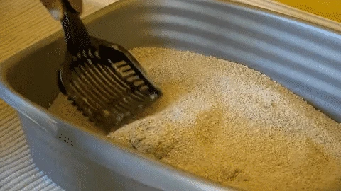 Only Natural Pet Non GMO Fast Clumping Grass Seed Cat Litter 7 Only Natural Pet Non GMO Fast Clumping Grass Seed Cat Litter - Image 7