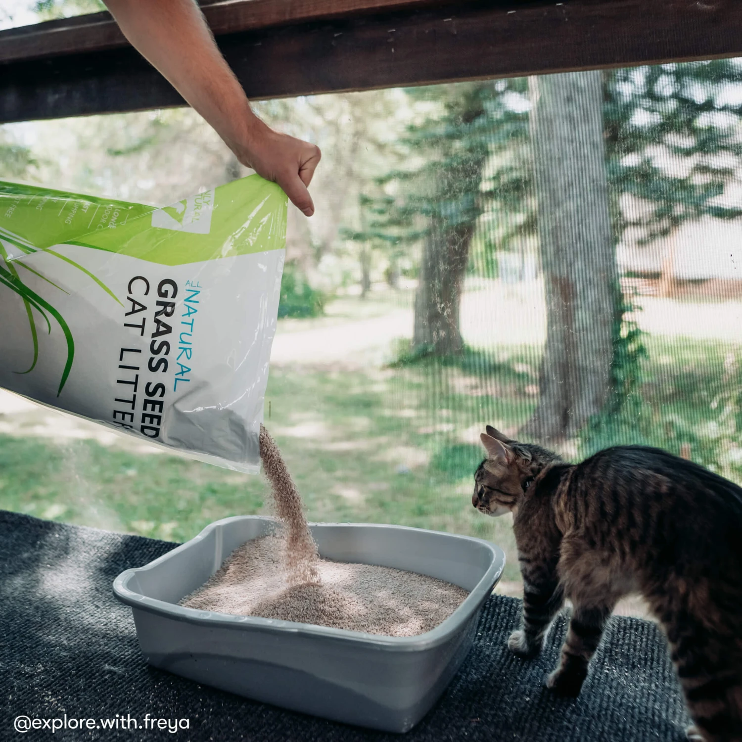 Only Natural Pet Non GMO Fast Clumping Grass Seed Cat Litter 5 Only Natural Pet Non GMO Fast Clumping Grass Seed Cat Litter - Image 5