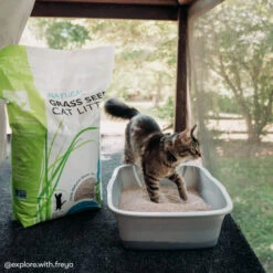 Only Natural Pet Non GMO Fast Clumping Grass Seed Cat Litter 10 Only Natural Pet Non GMO Fast Clumping Grass Seed Cat Litter -Cat And Dog Pet Supply Store OnlyNaturalPetNonGMOFastClumpingGrassSeedCatLitterLifestyleImage2