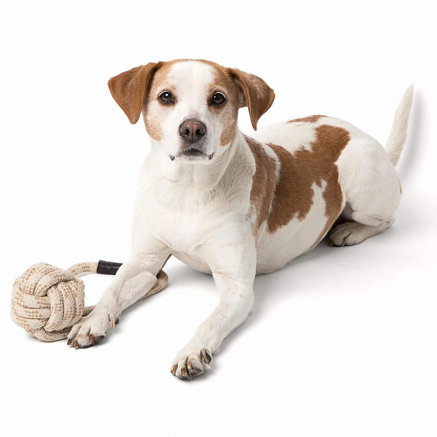 Only Natural Pet Eco-Friendly Regenerated Cotton Ball & Rope Dog Toy 3 Only Natural Pet Eco-Friendly Regenerated Cotton Ball & Rope Dog Toy - Image 3