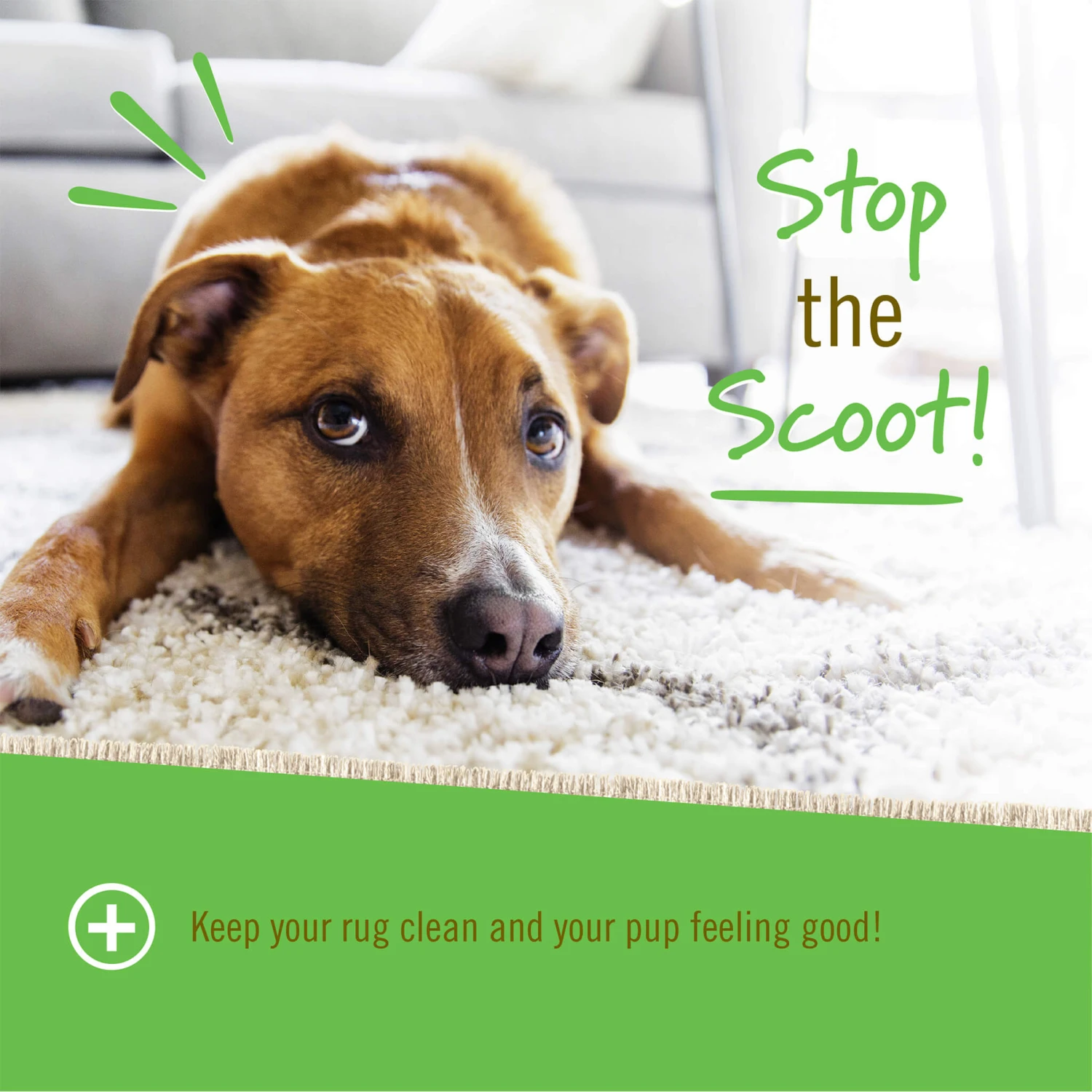 Pet Naturals Scoot Bars Anal Gland Support For Dogs 4 Pet Naturals Scoot Bars Anal Gland Support For Dogs - Image 4