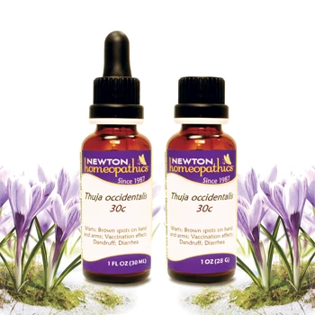 Newton Homeopathics Thuja 3 Newton Homeopathics Thuja - Image 3