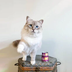 Stella & Chewy's Carnivore Cravings Minced Morsels Chicken Wet Cat Food -Cat And Dog Pet Supply Store Stella Chewy sCarnCravMincMorsChickenLifestyle