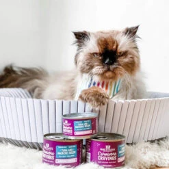 Stella & Chewy's Carnivore Cravings Savory Shreds Tuna & Mackerel Wet Cat Food -Cat And Dog Pet Supply Store Stella Chewy sCarnCravSavoryShredsTuna MackerelLifestyle