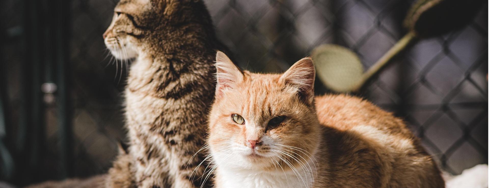 Cat And Dog Pet Supply Store -Cat And Dog Pet Supply Store animal 7140980 1920