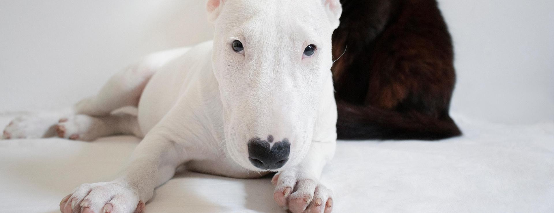 Cat And Dog Pet Supply Store -Cat And Dog Pet Supply Store dog 7174266 1920